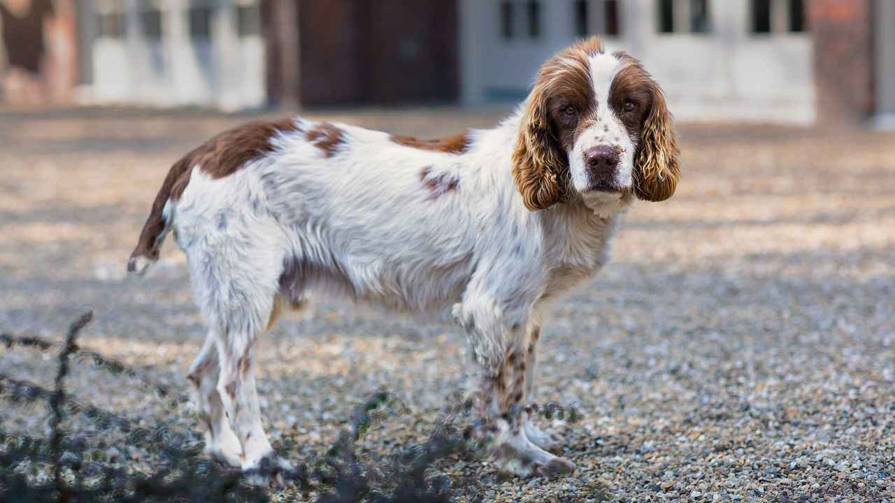 English Springer Spaniel