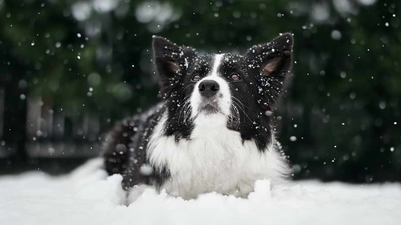 Border Collie