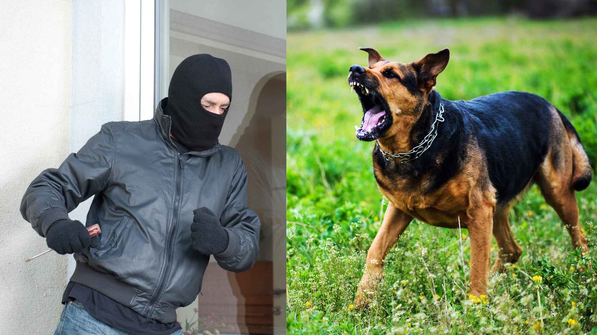 7 Best Dog Breeds to Protect Against Burglars for Your Home Security