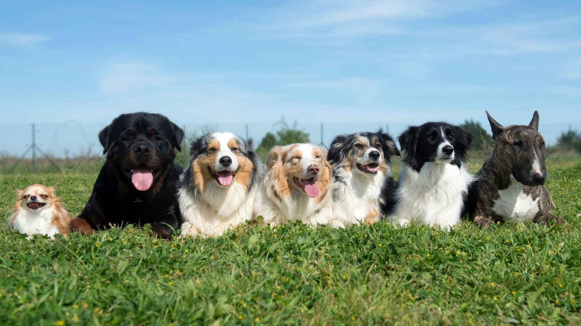 7 Best Small to Medium Guard Dog Breeds 2