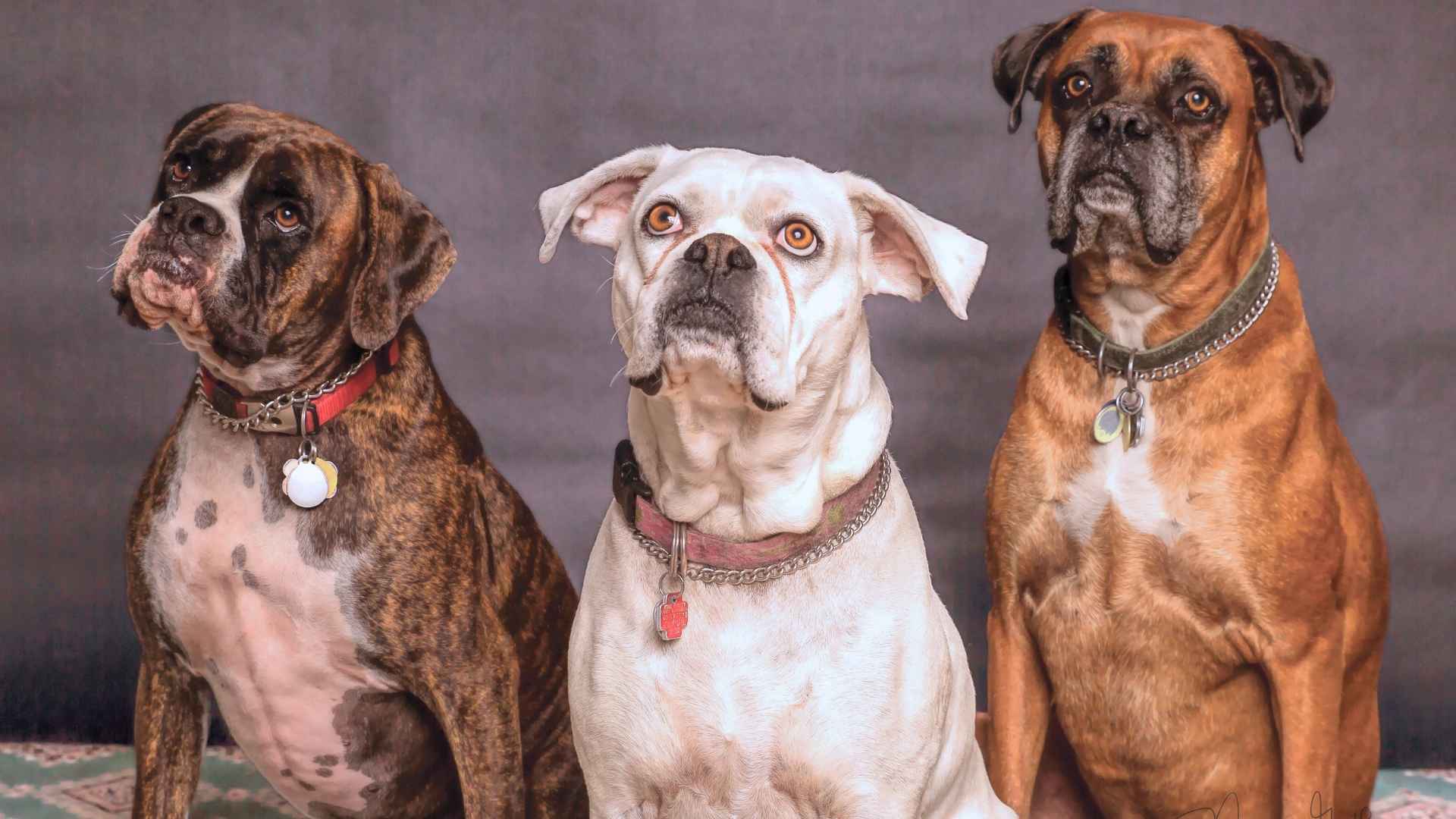 7 Best Types of Boxers A Look at Their Unique Traits