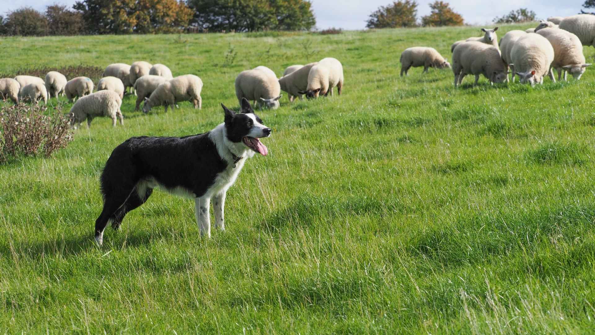 7 Cattle Dog Breeds for Farm and Family Life