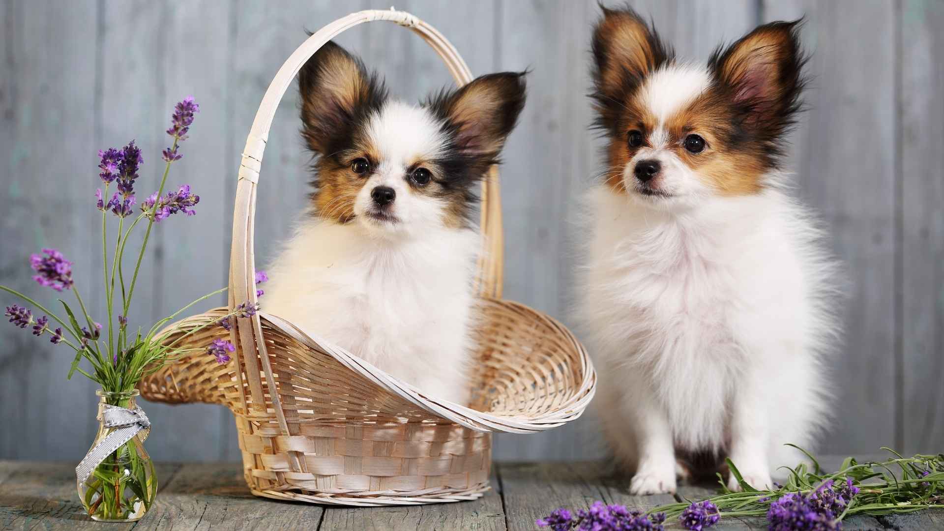 7 Cute Puppy Breeds That Will Steal Your Heart