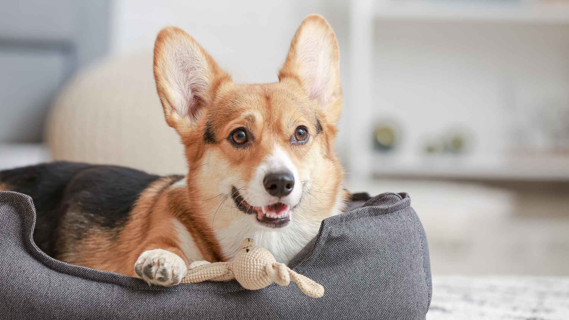 7 Dog Breeds That Are Perfect for Homebodies