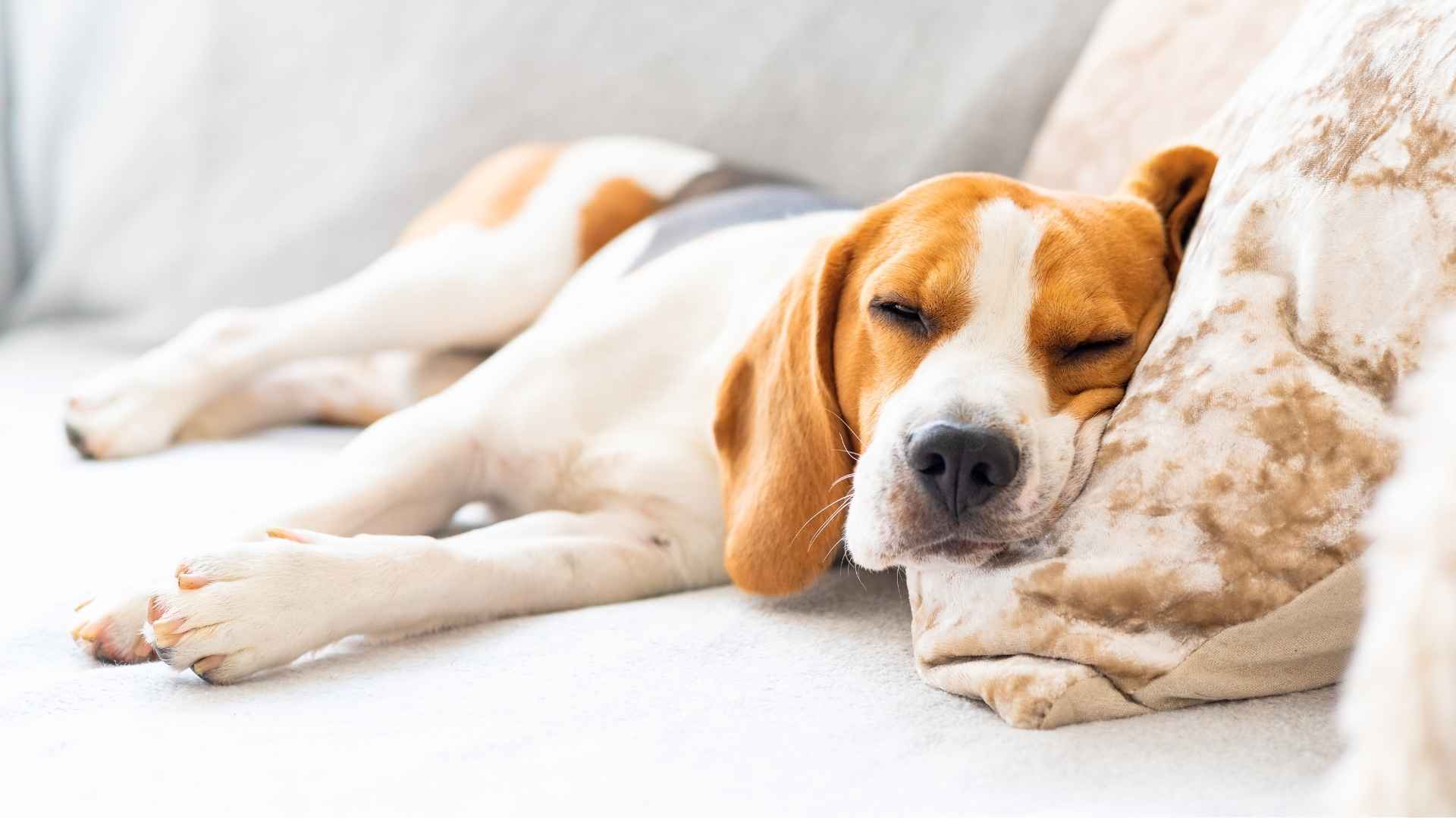 7 Dog Breeds That Love to Sleep the Most