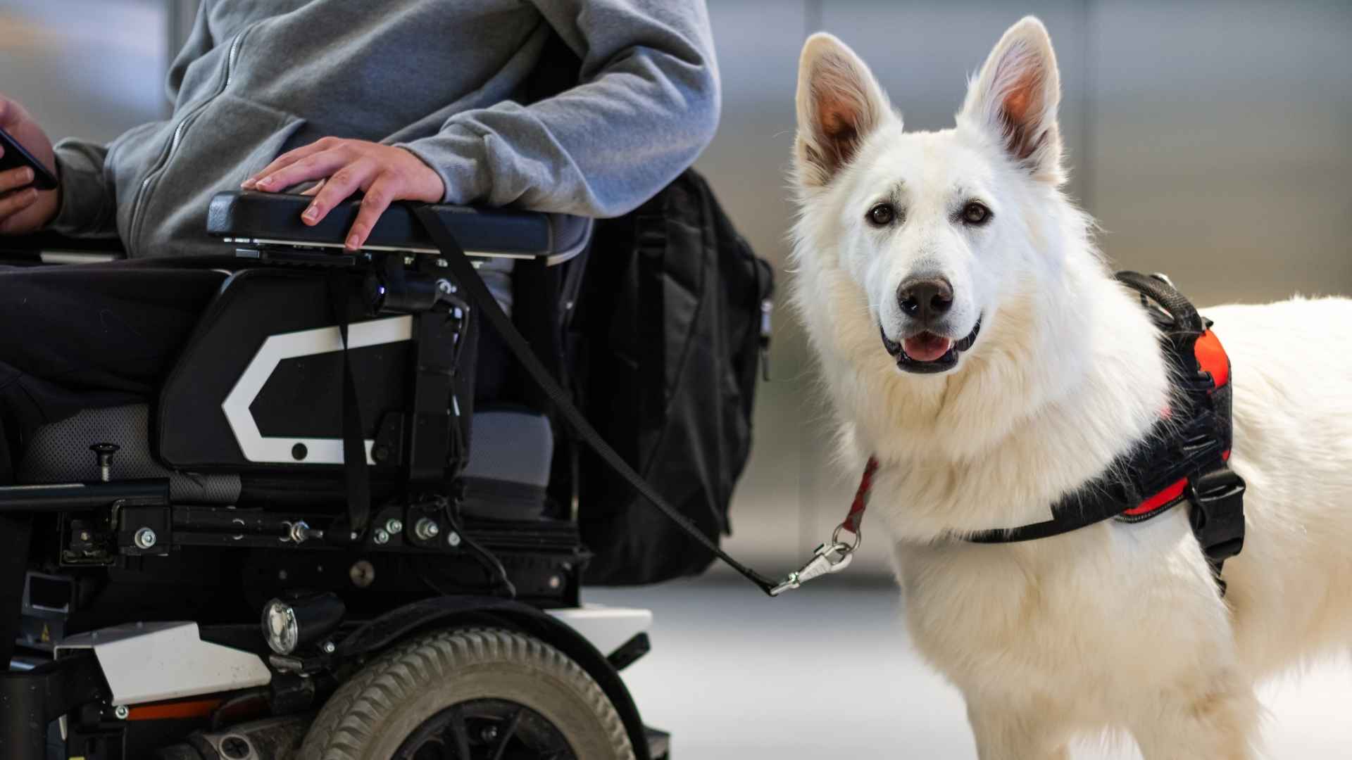 7 Dog Breeds for People with Disabilities and Special Needs