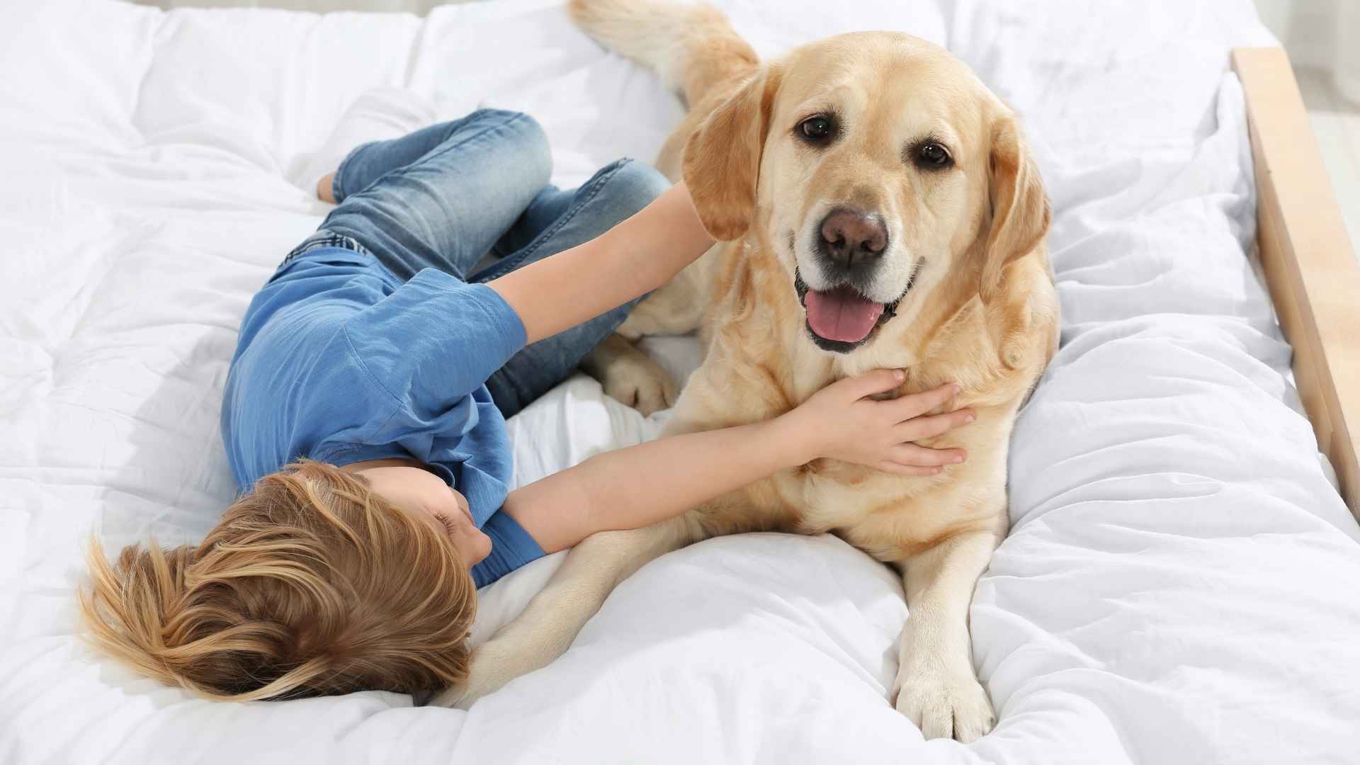 7 Easy going Dog Breeds that Thrive In Relaxed Households 1