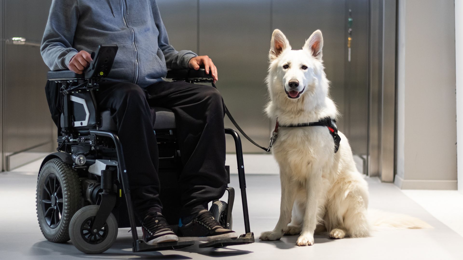 7 Guard Dog Breeds for People with Disabilities