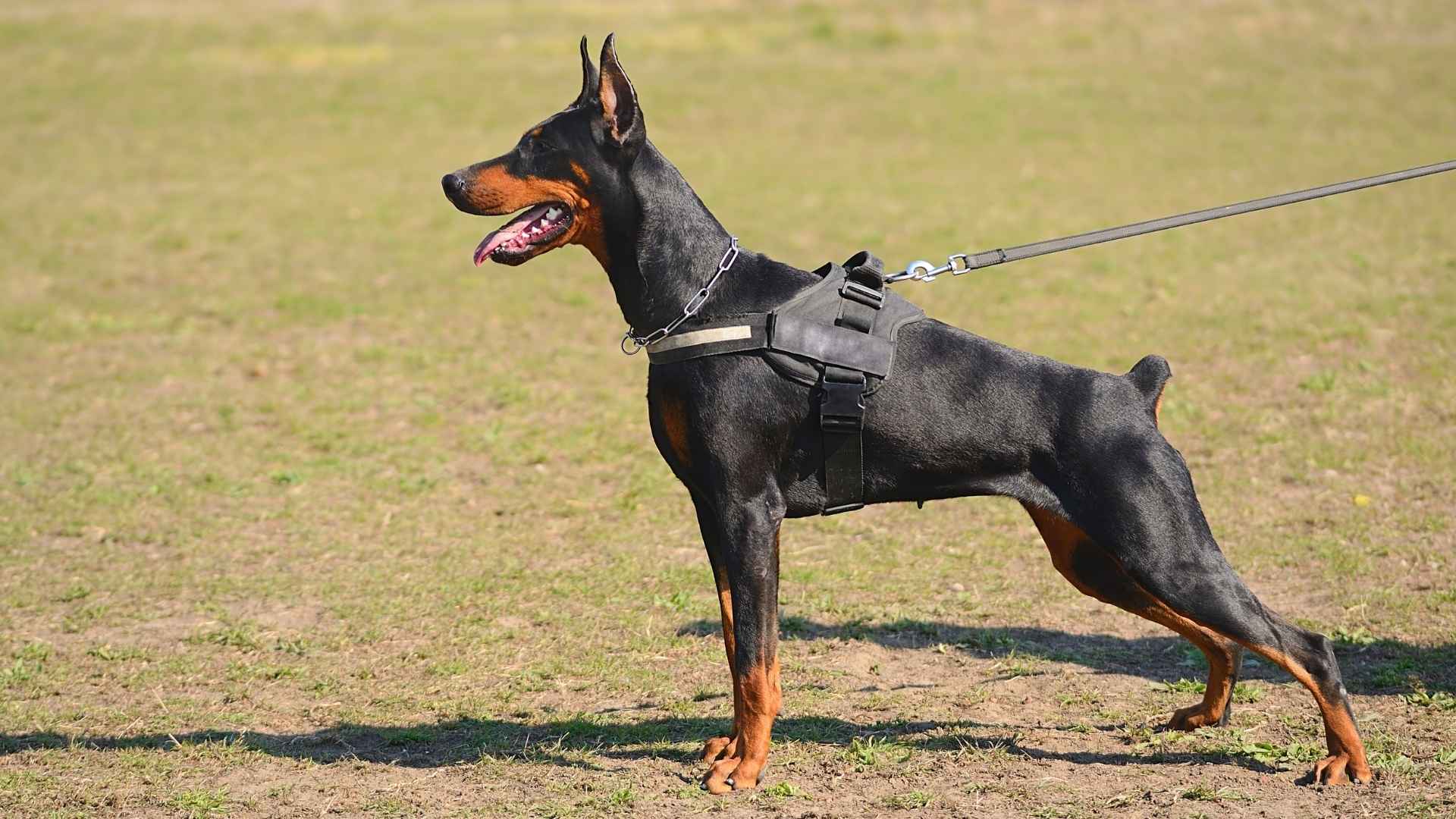 7 Most Alert Protection Dog Breeds for Security and Family