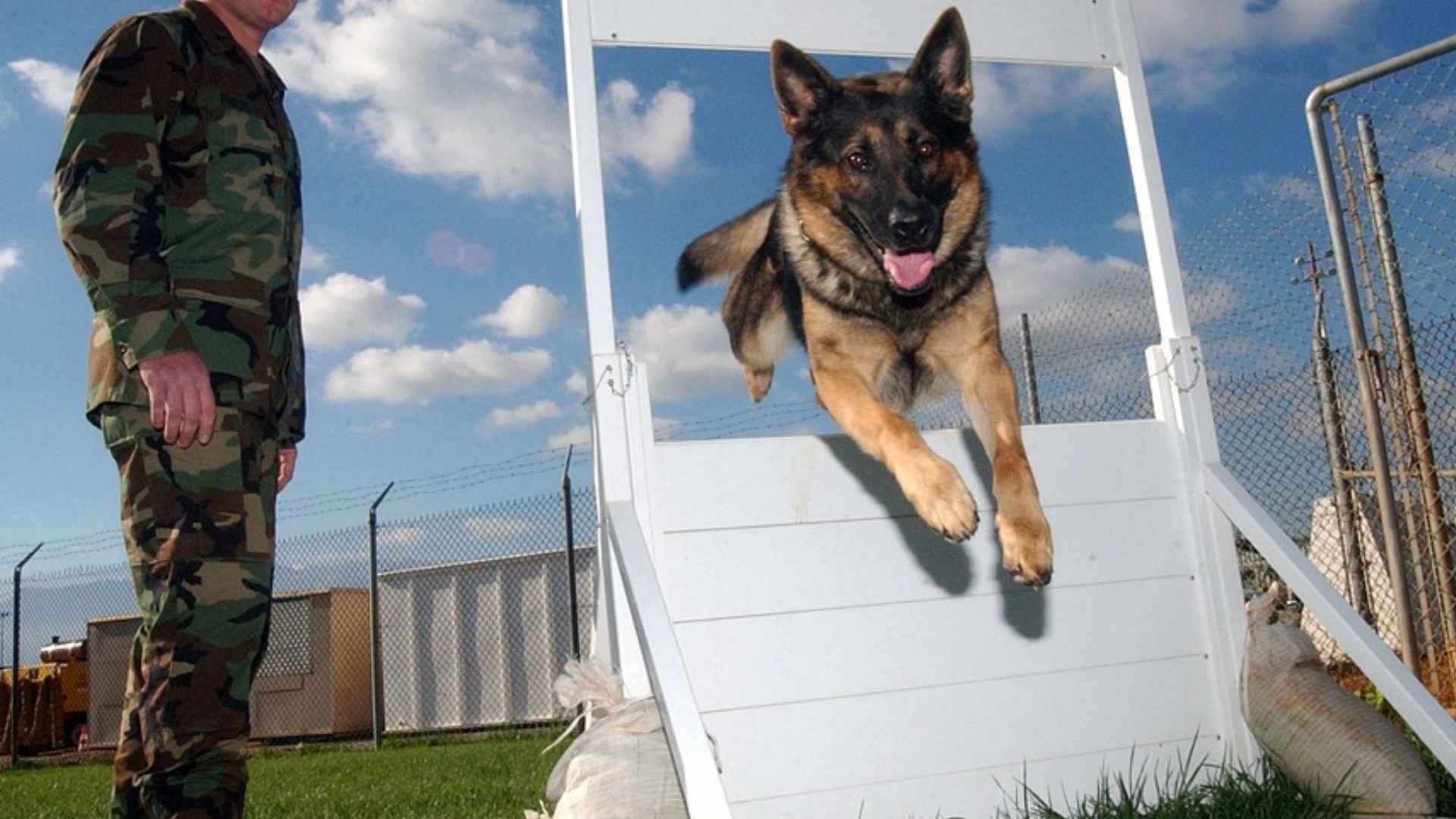 7 Most Athletic Military Dog Breeds Ever