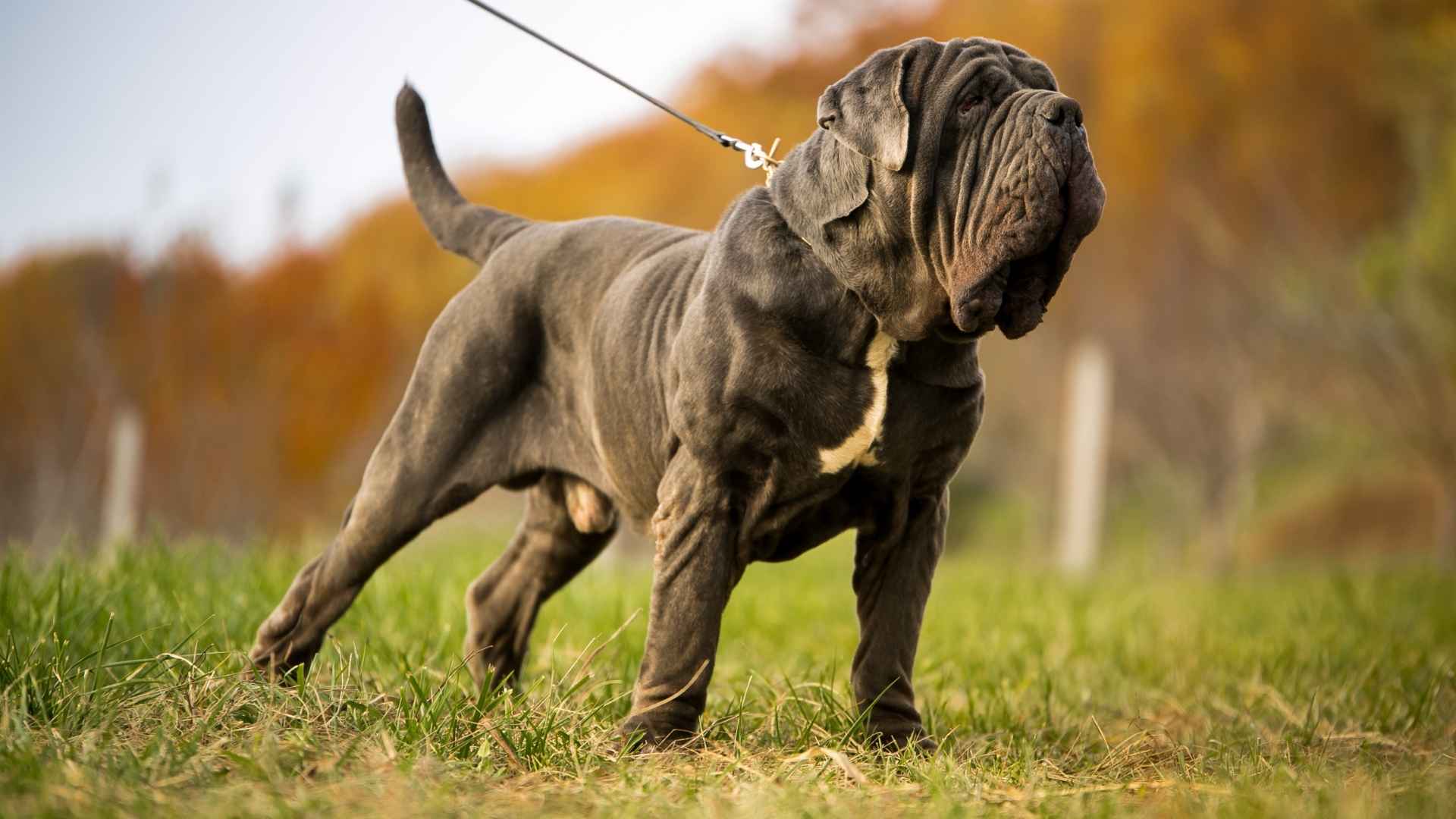 7 Scariest Giant Dog Breeds That Protect and Impress