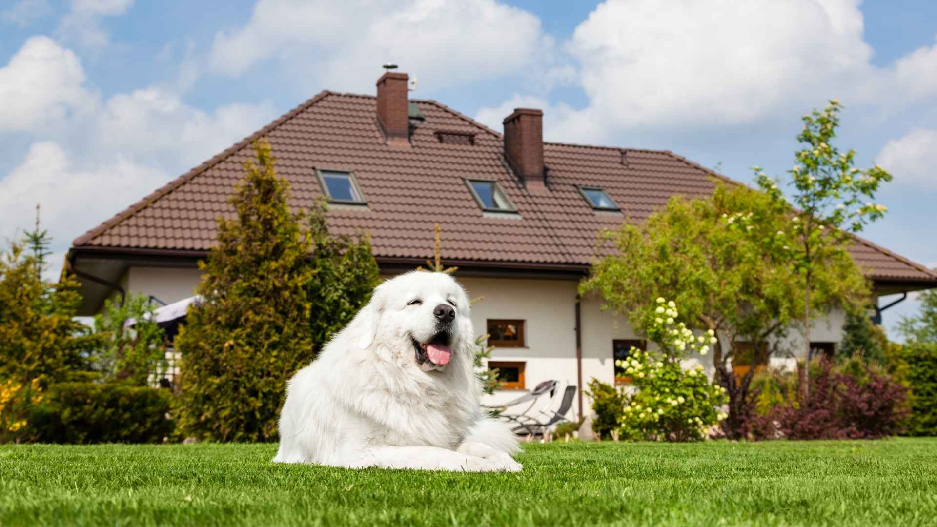 7 Watch Dog Breeds Under 100 Pounds for Your Home