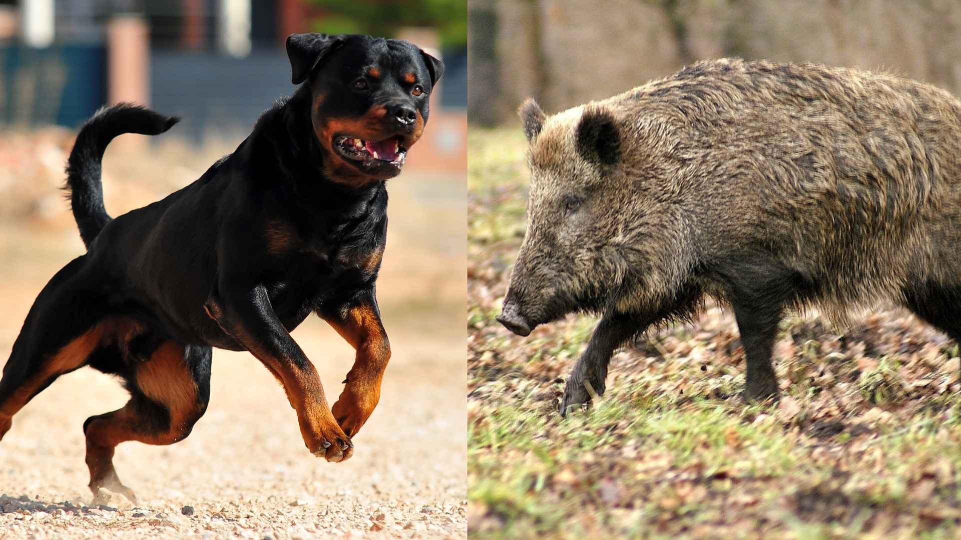 8est Guard Dogs to Protect Against Feral Pigs