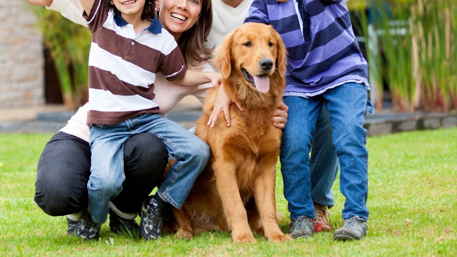 9 Big Family Dogs for Loving Homes and Happy Hearts