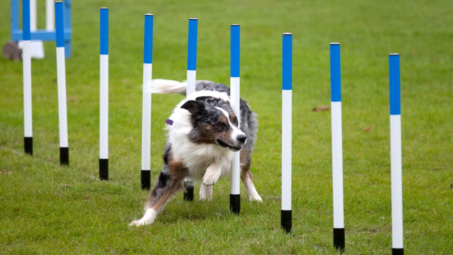 9 Dog Breed for Agility Sports for Active Owners