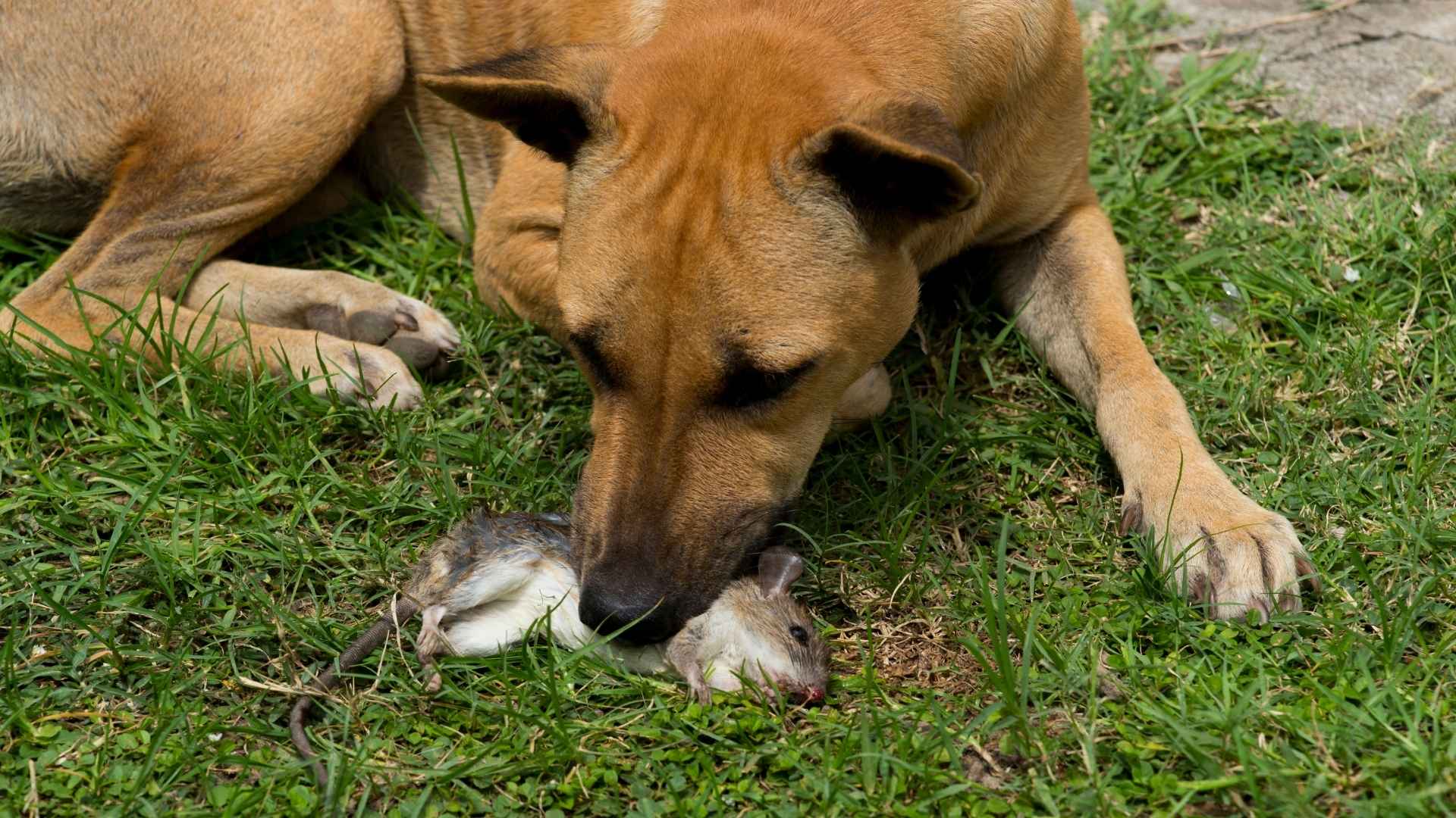 9 Dog Breeds Ideal for Catching Rats and Other Rodents