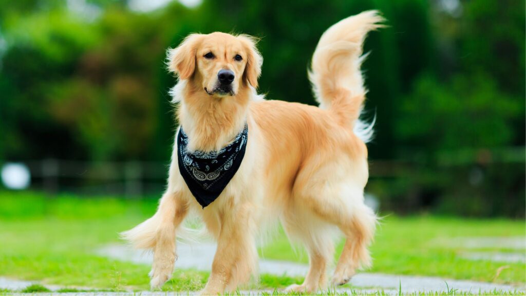 9 Dog Breeds Similar to Golden Retrievers You Should Know About