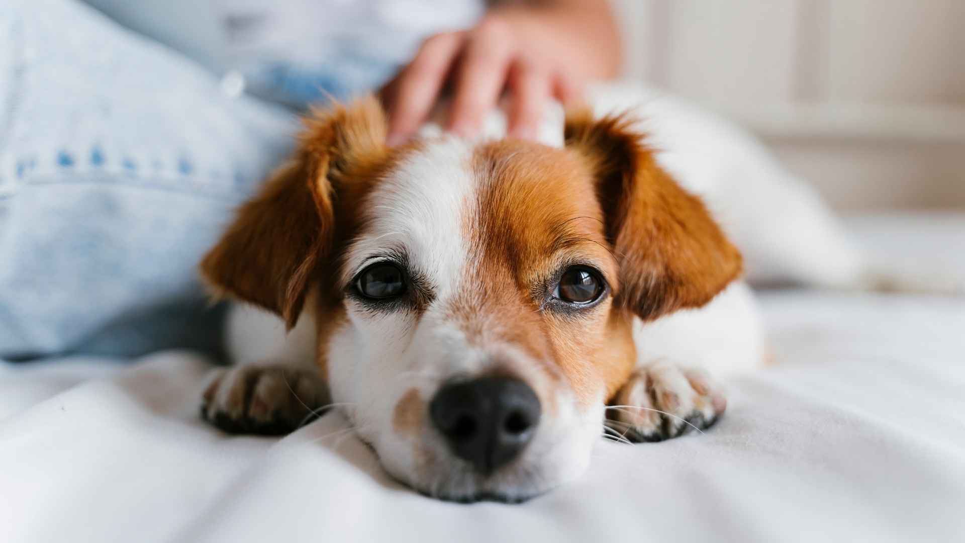 9 Dog Breeds That Are Extra Clingy Crave Your Attention