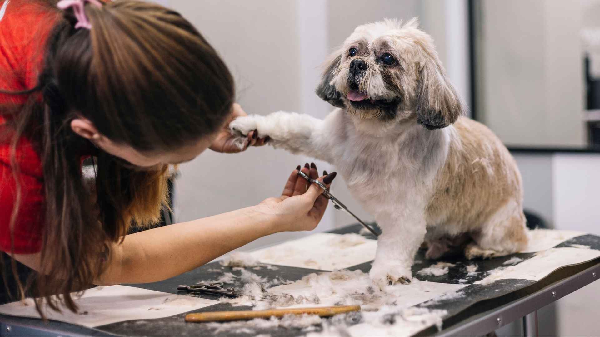 9 Dog Breeds That Need Consistent Grooming