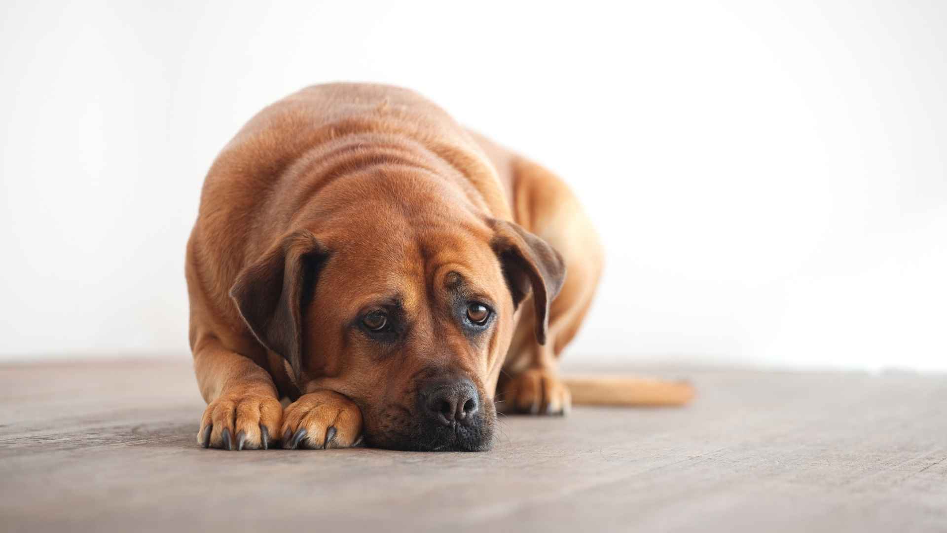 9 Dog Breeds With the Worst Separation Anxiety You Should Know