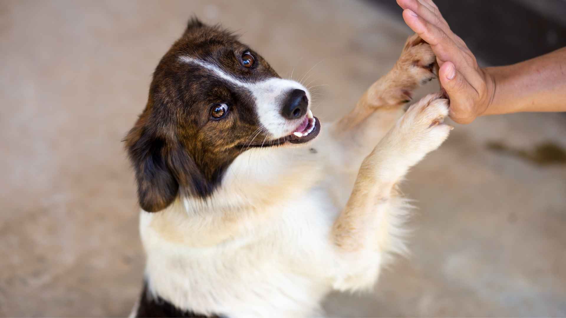 9 Friendliest Dog Breeds That Love People