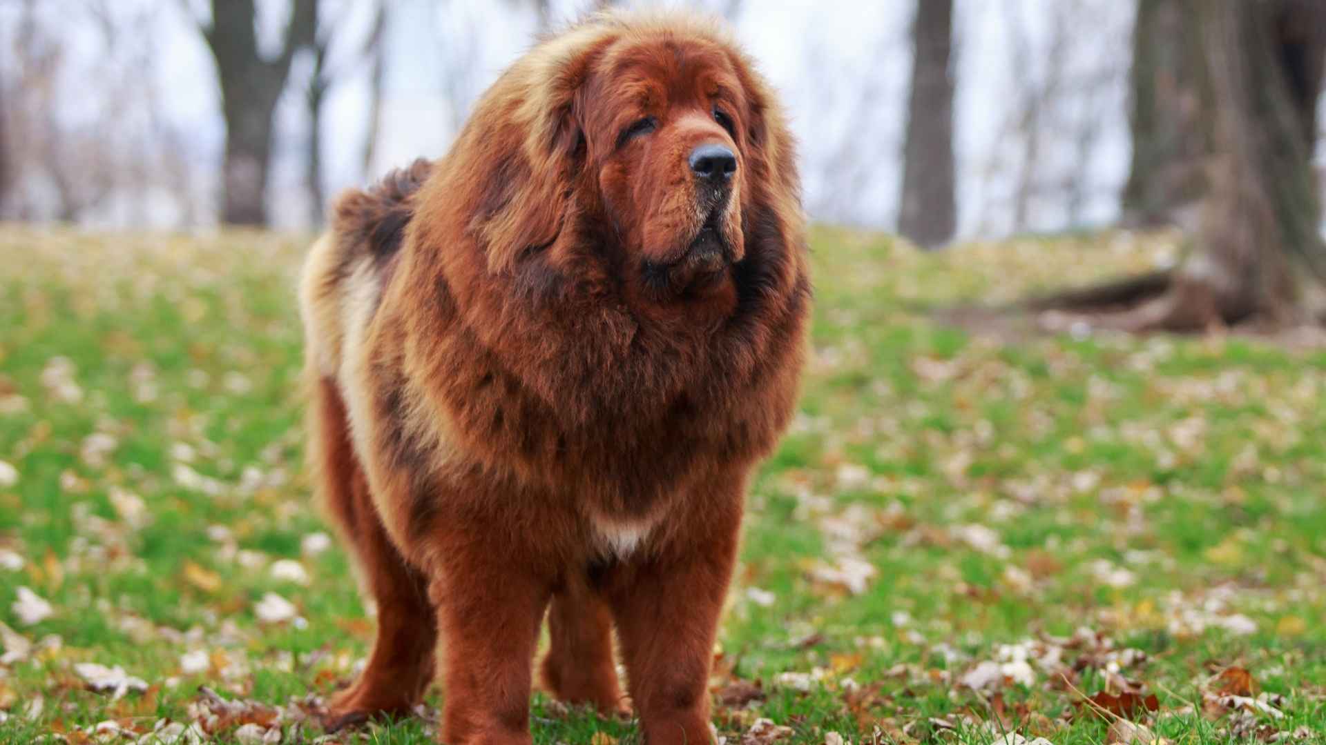 9 Huge Fluffy Dog Breeds for Cozy Cuddles