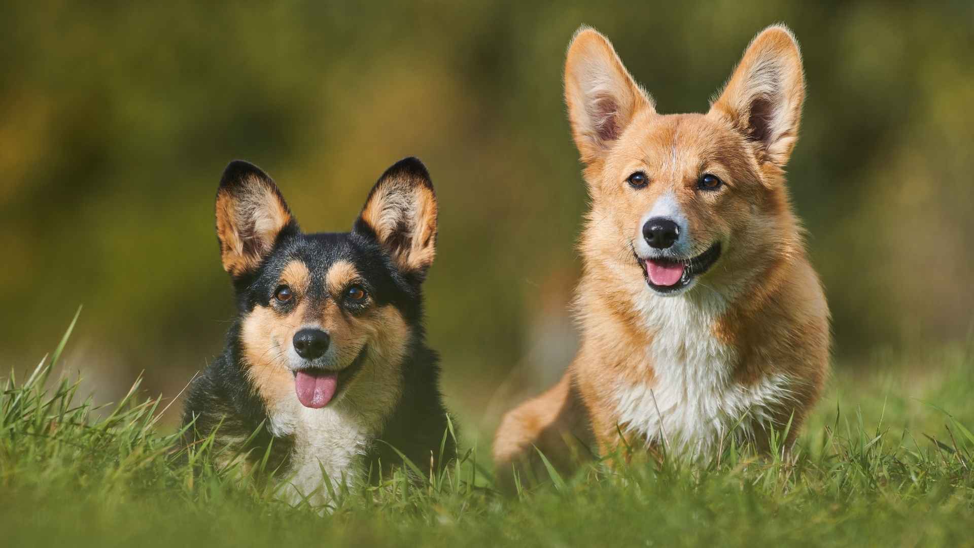 Adorable Corgi Mix Breeds