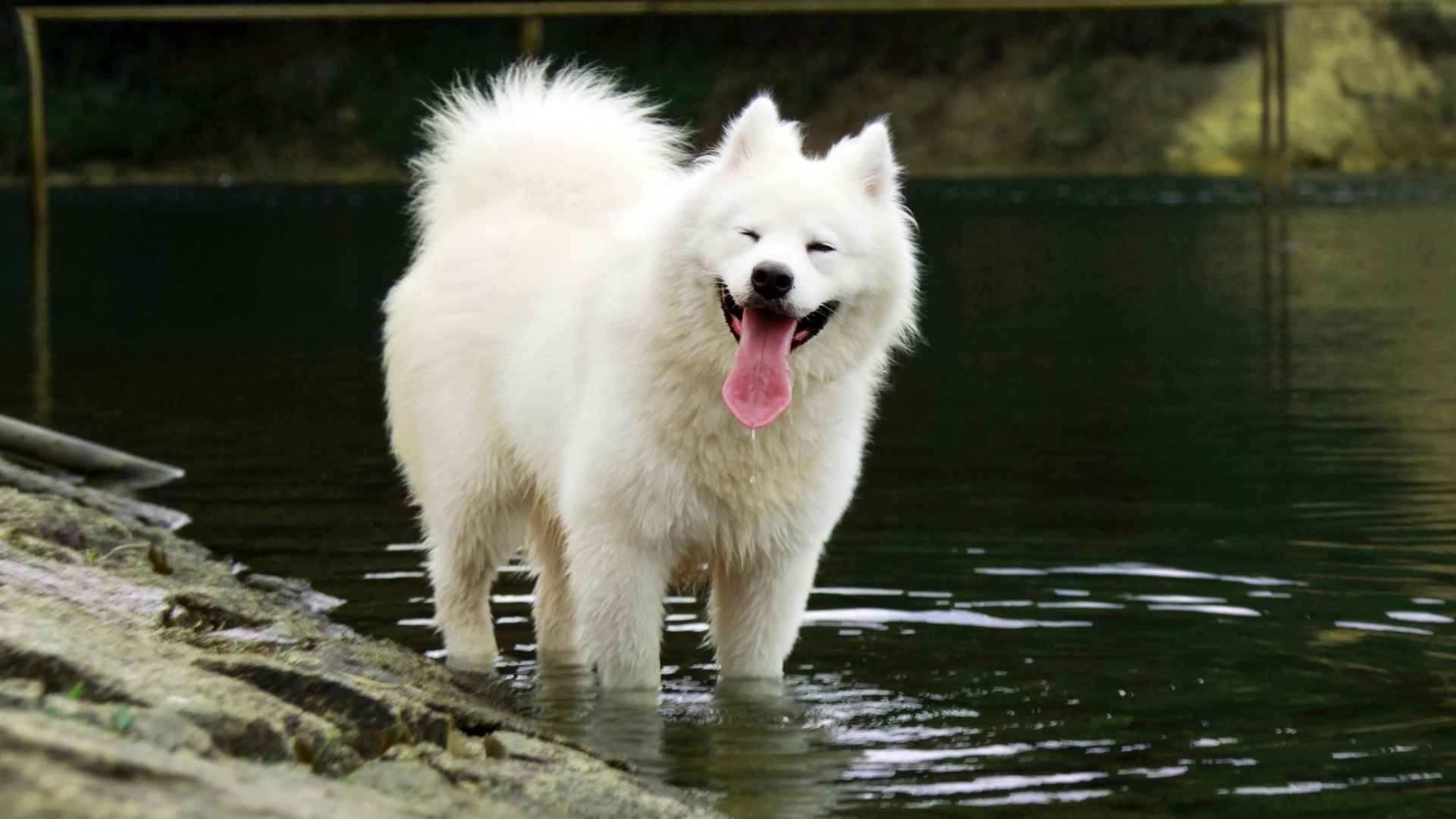 Adorable Smiling Dog Breeds