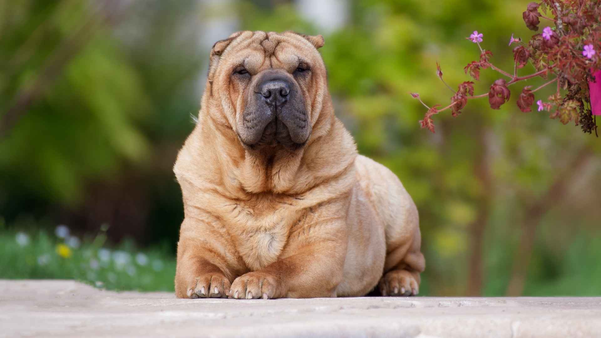 Adorable Wrinkly Dog Breeds