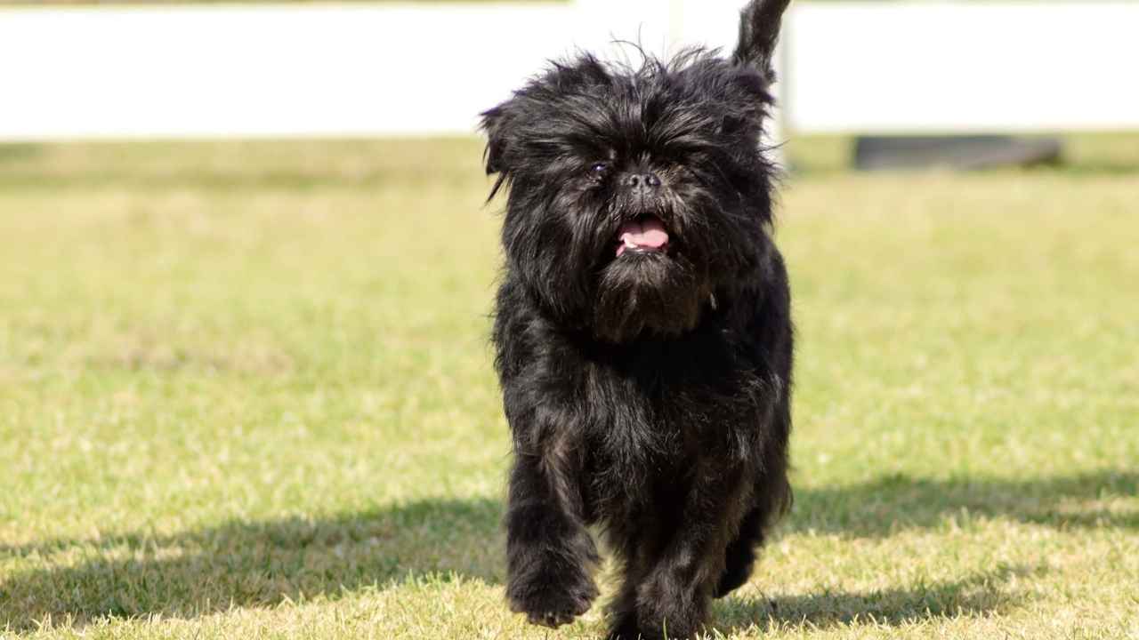 Affenpinscher