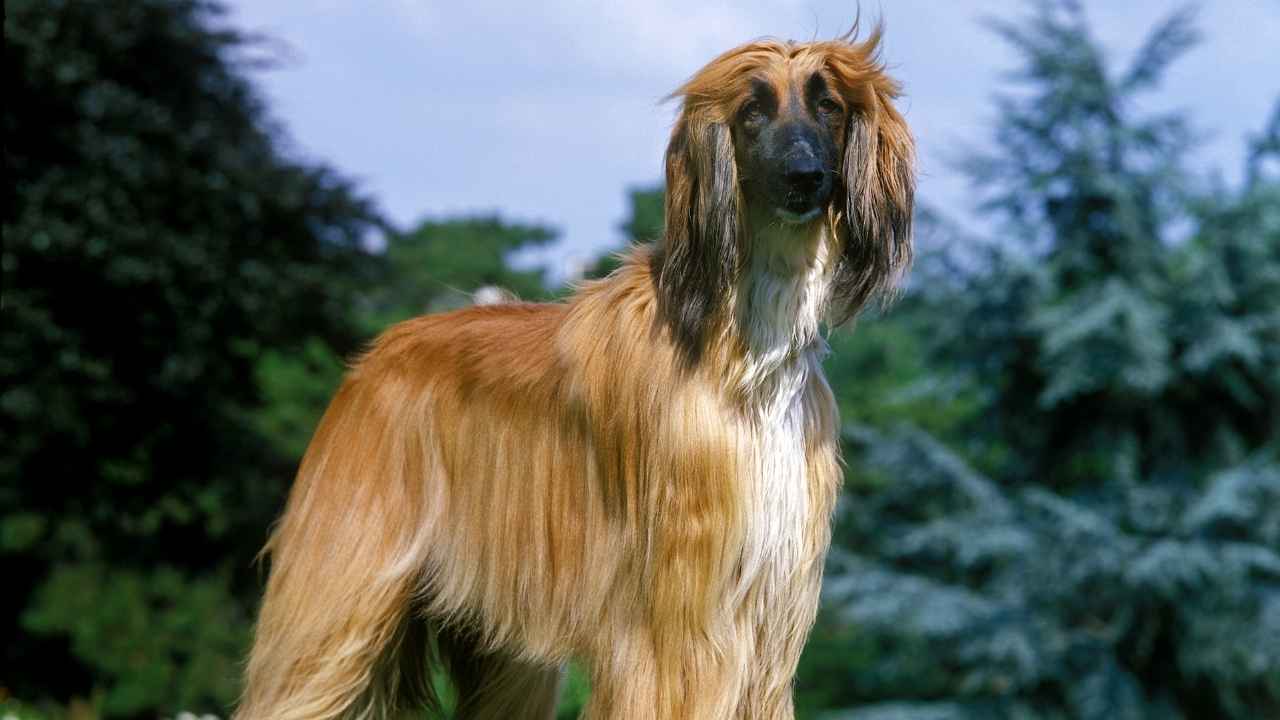 Afghan Hound