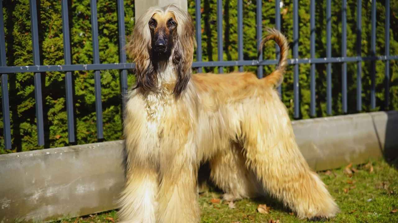 Afghan Hound