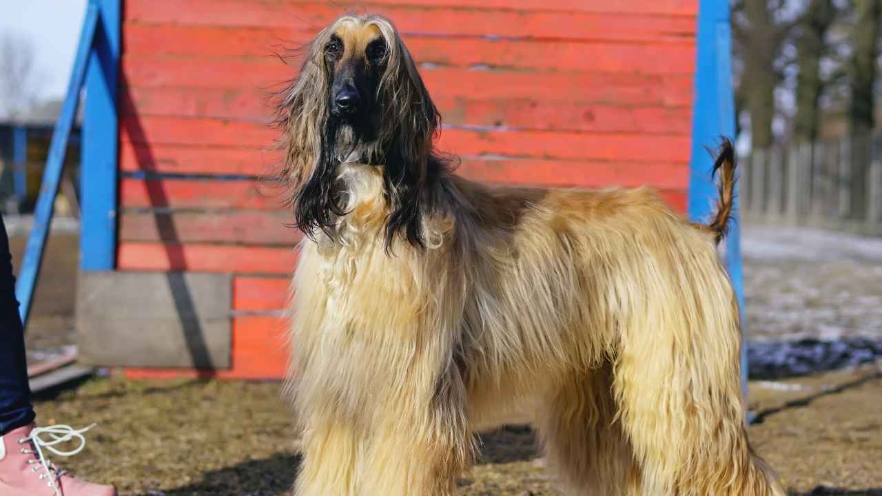 Afghan Hound