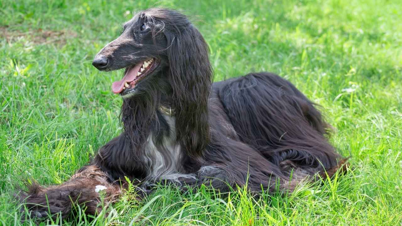 Afghan Hound