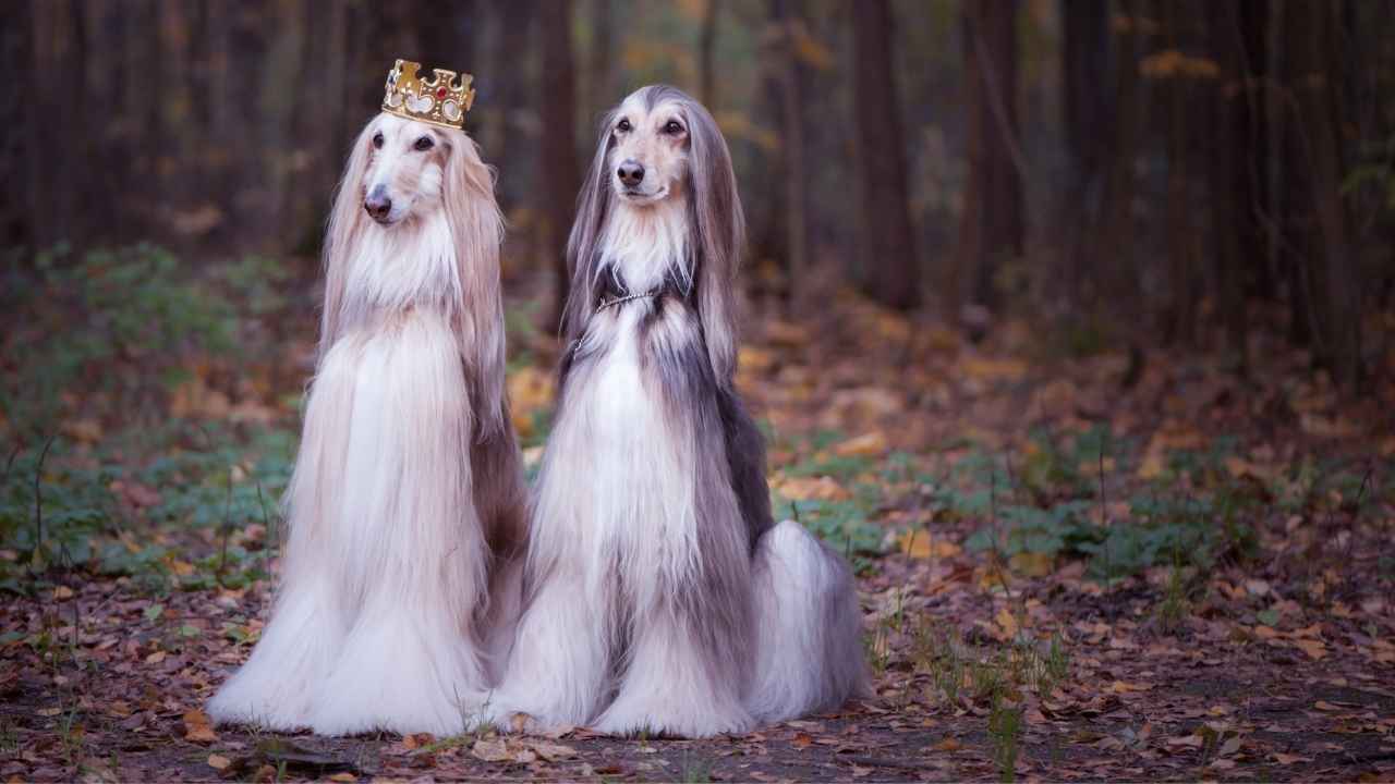 Afghan Hound