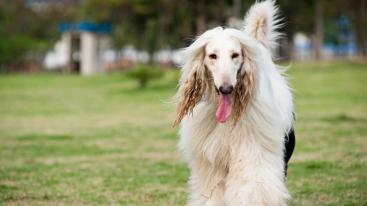 Afghan Hound