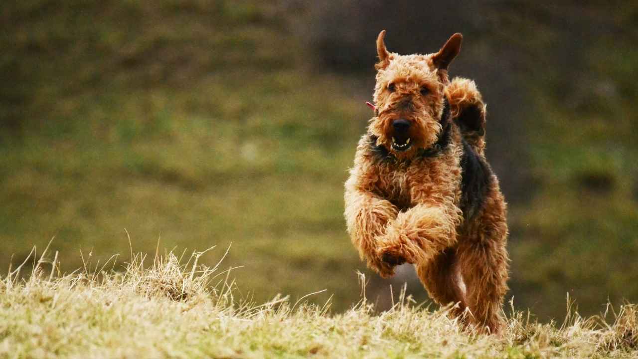 Airedale Terrier