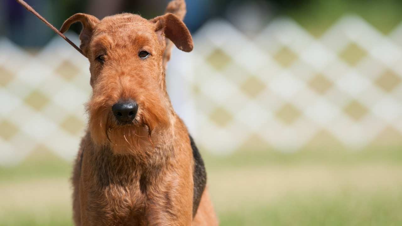 Airedale Terrier