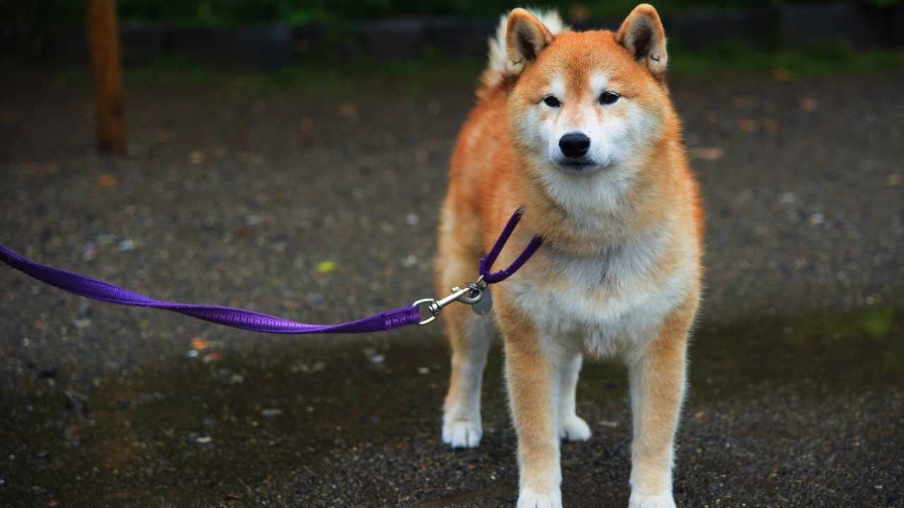 Akita