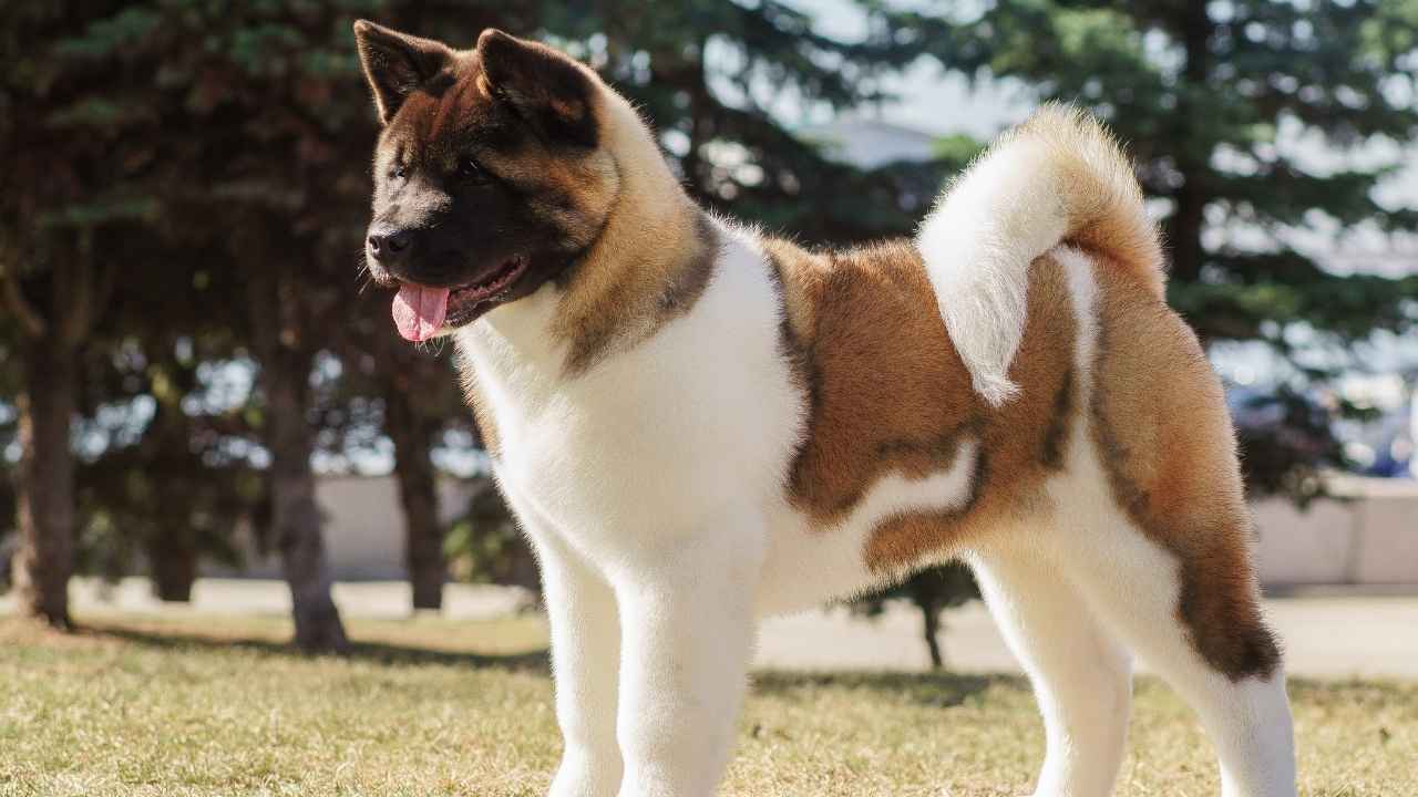 Akita