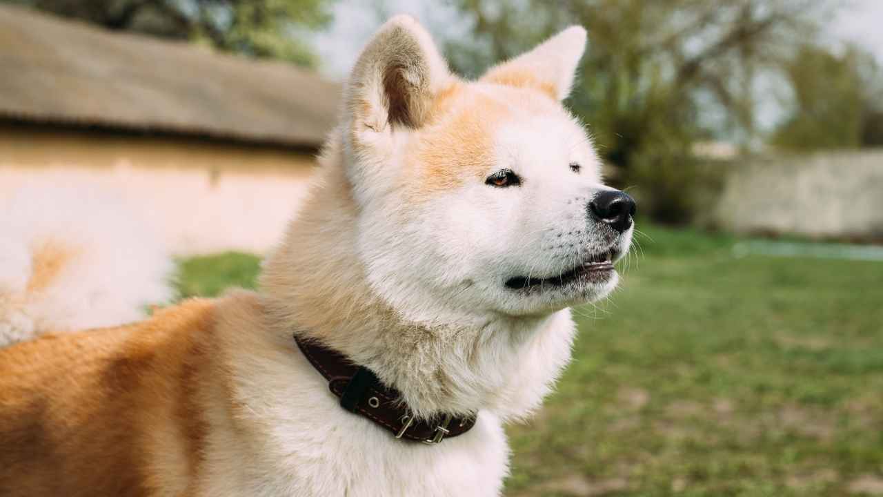 Akita