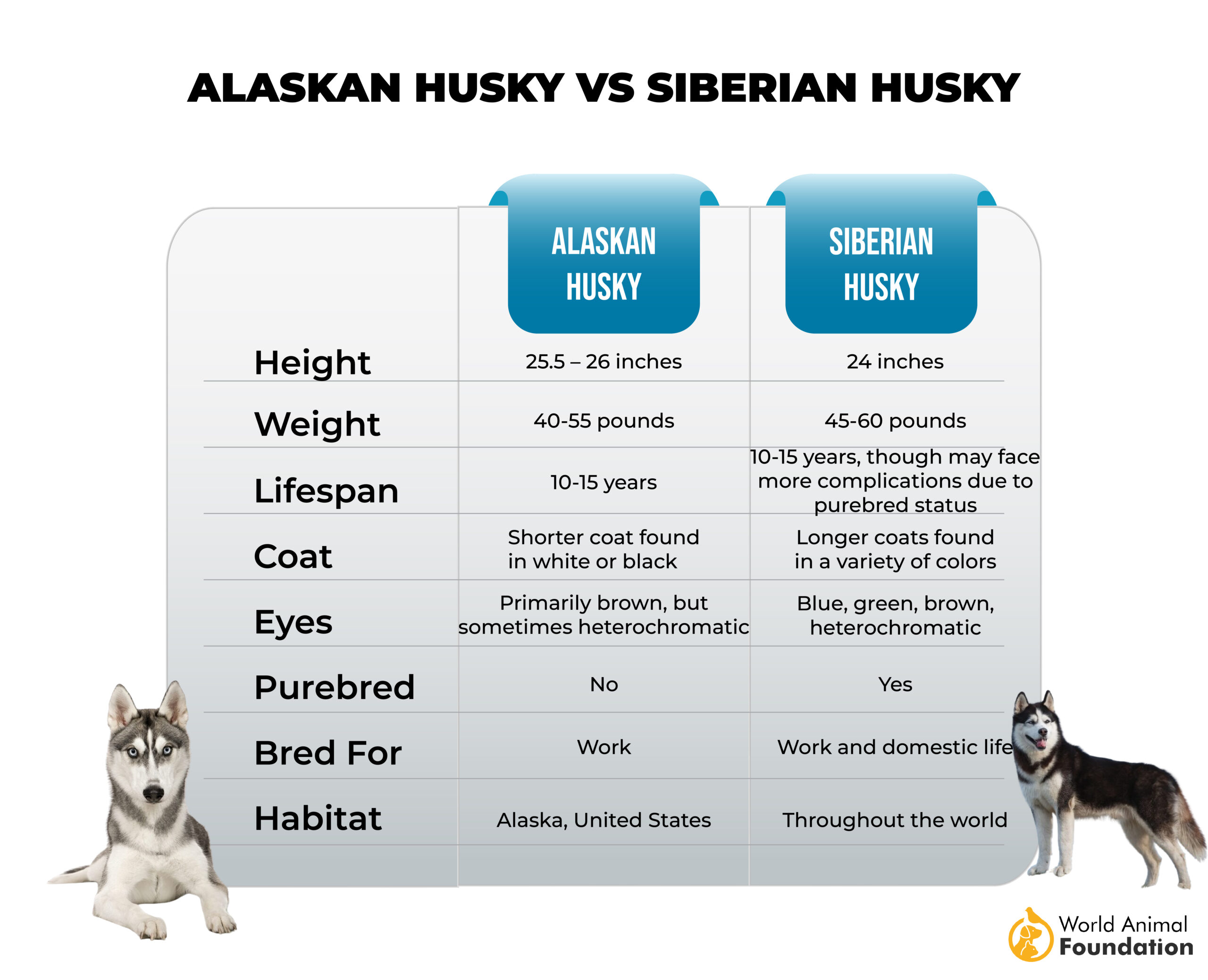 Alaskan Husky vs Siberian Husky-01