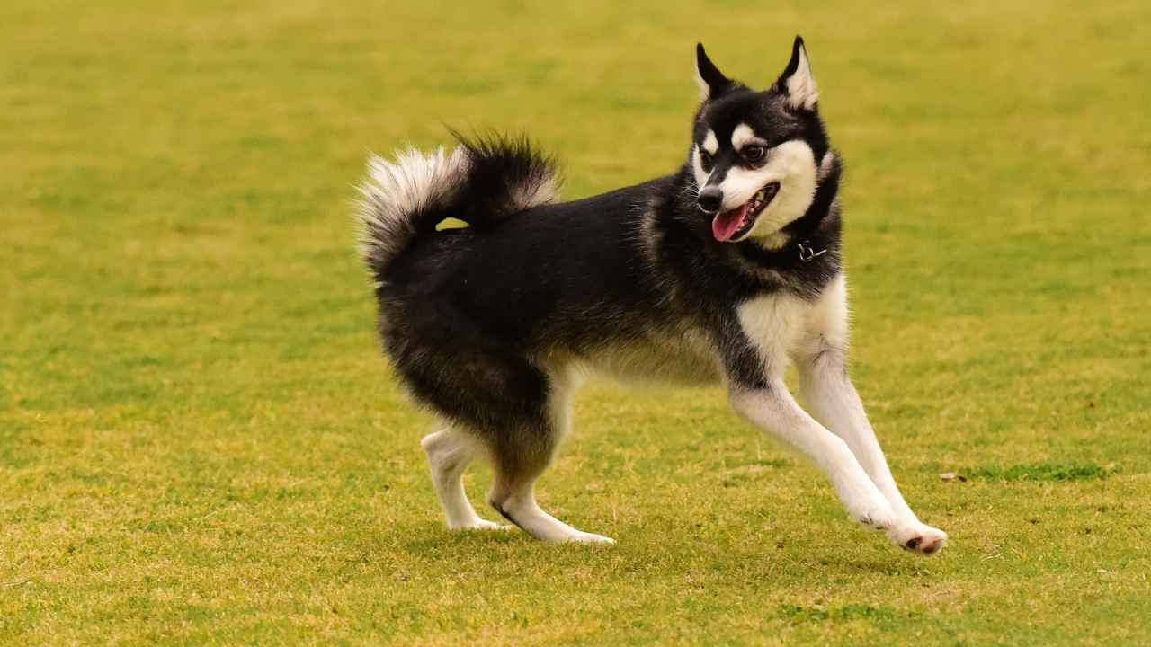 Alaskan Klee Kai