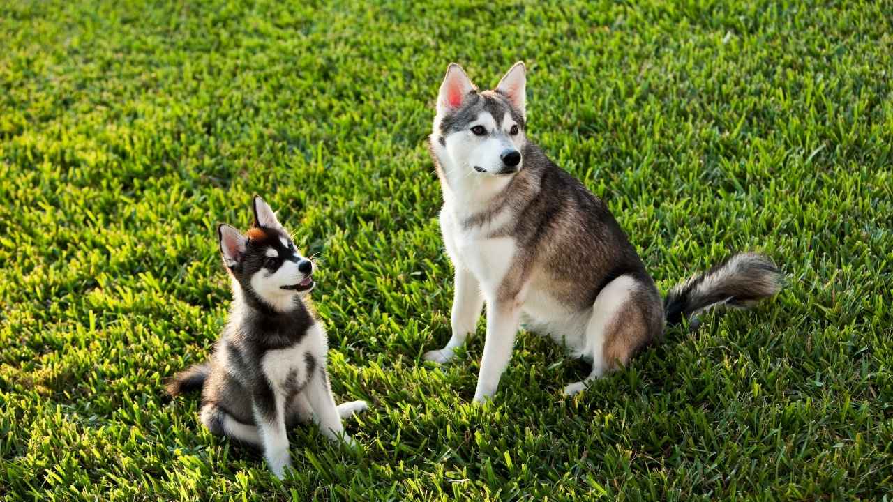 Alaskan Klee Kai