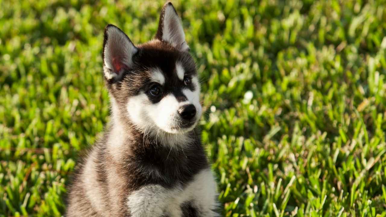 Alaskan Klee Kai