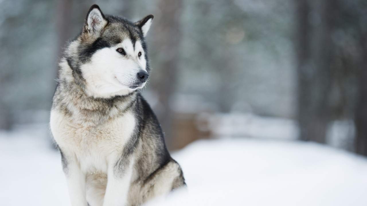 Alaskan Malamute