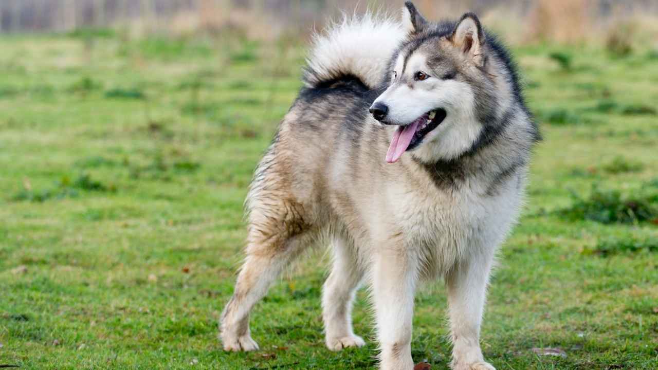 Alaskan Malamute