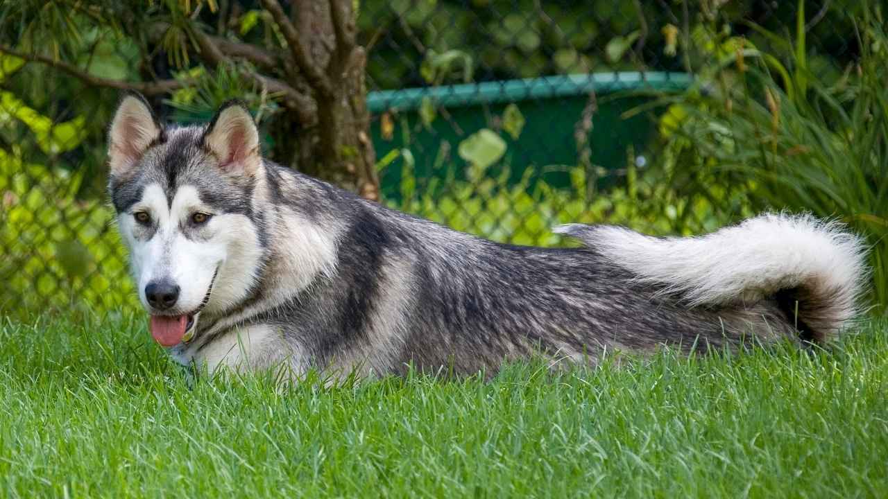 Alaskan Malamute