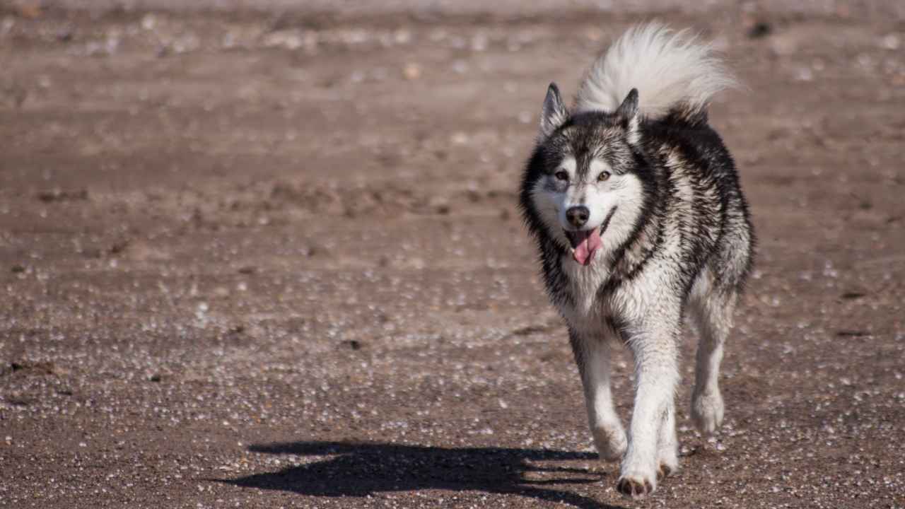 Alaskan Malamute