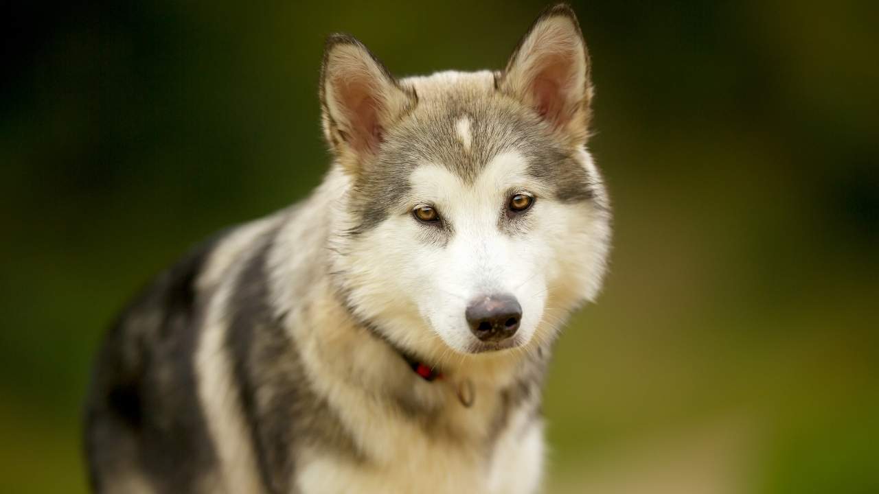 Alaskan Malamute